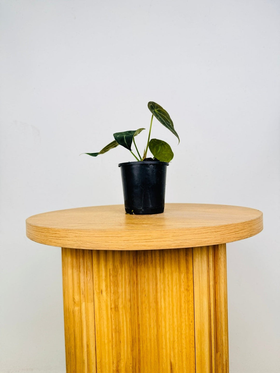 Anthurium Forgetii | Uprooted
