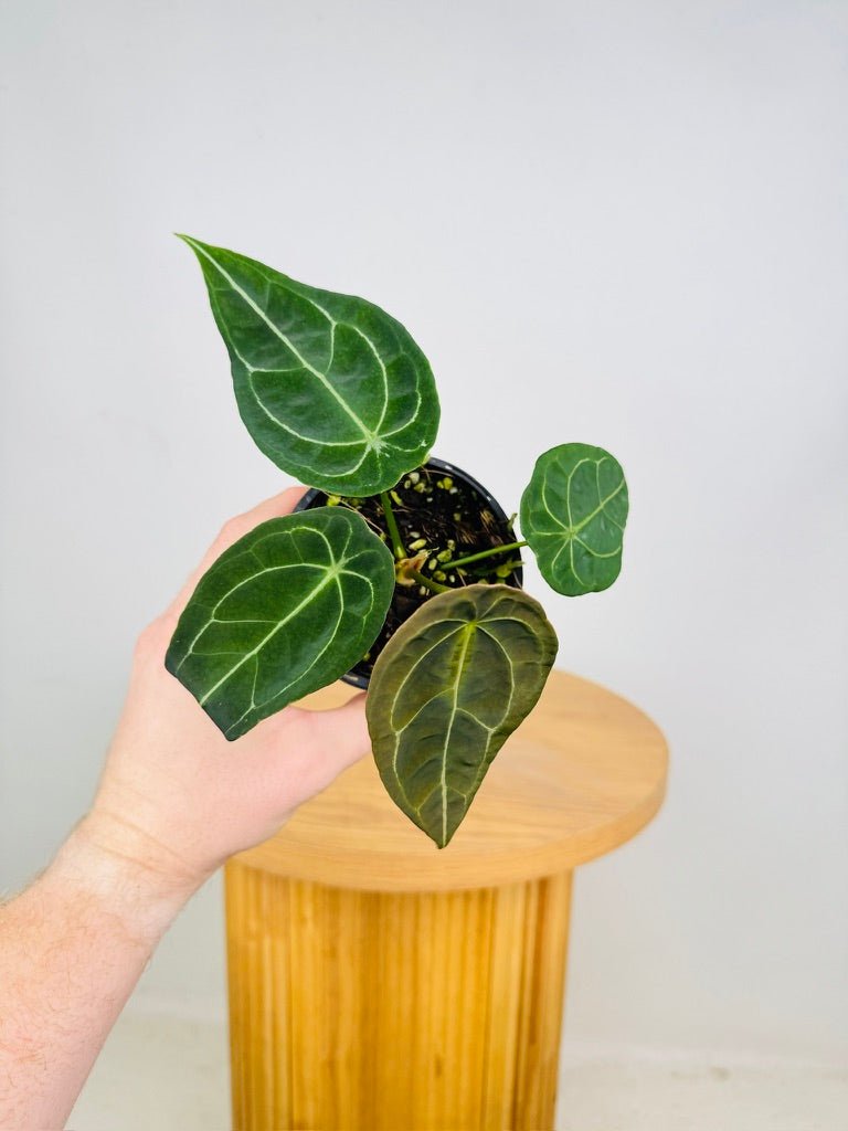 Anthurium Forgetii | Uprooted