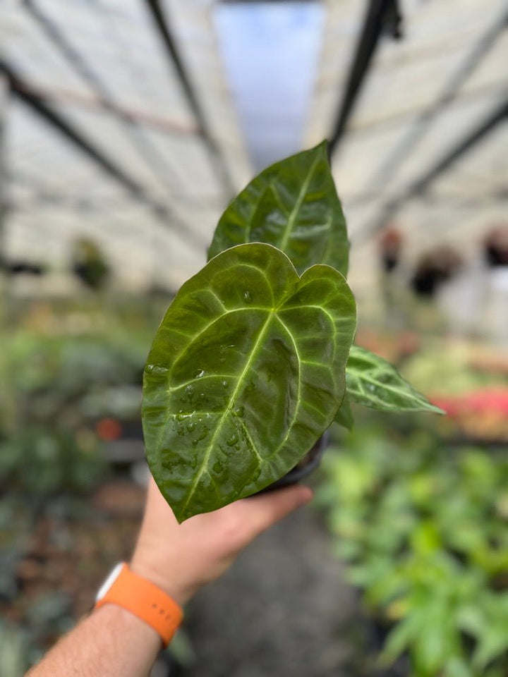 Anthurium [Forgetii x Crystallinum] X Dark Forgetii | Uprooted