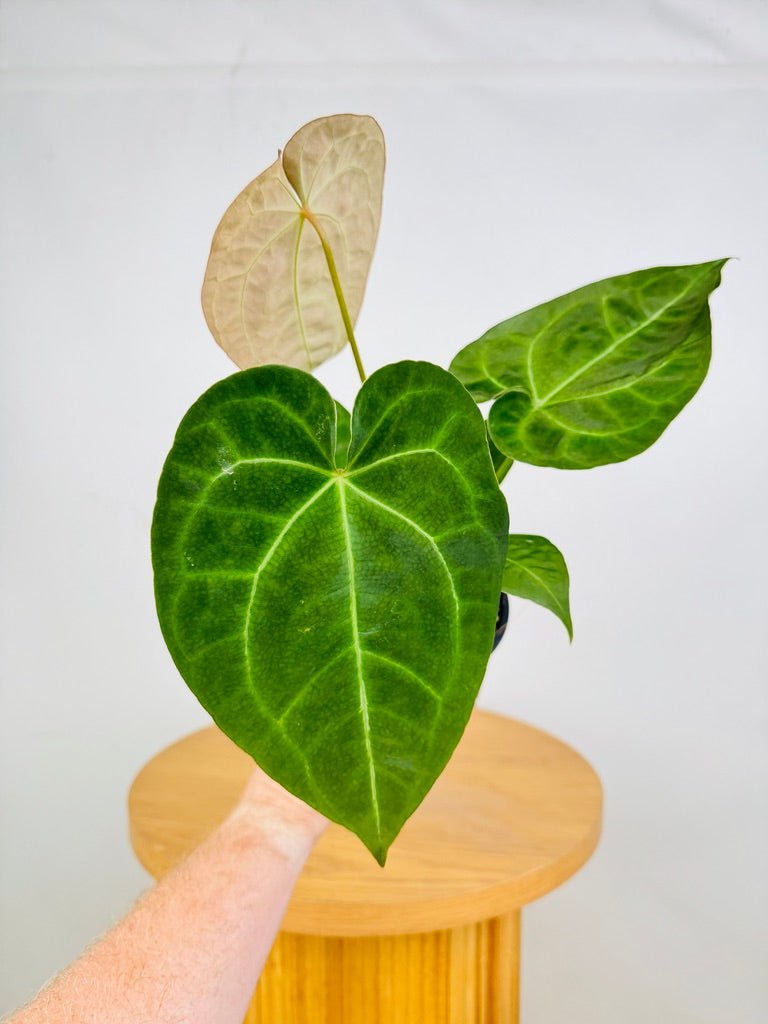 Anthurium [Forgetii x Crystallinum] X Dark Forgetii | Uprooted