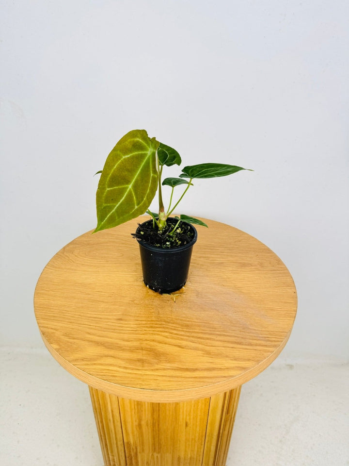 Anthurium [Forgetii x Crystallinum] X Dark Forgetii | Uprooted