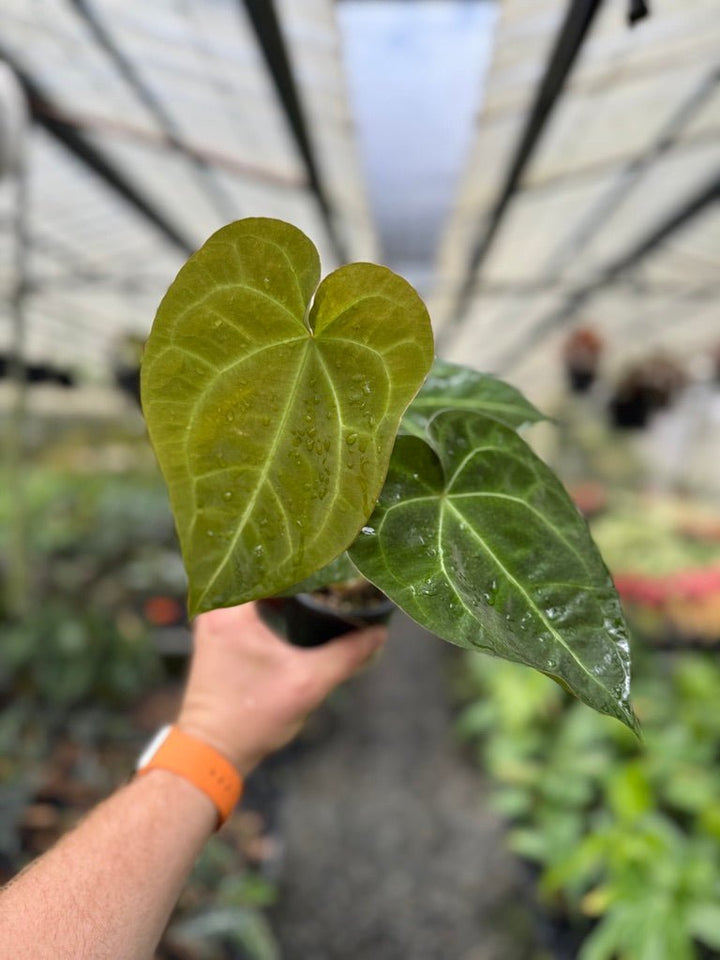 Anthurium [Forgetii x Crystallinum] X Dark Forgetii | Uprooted