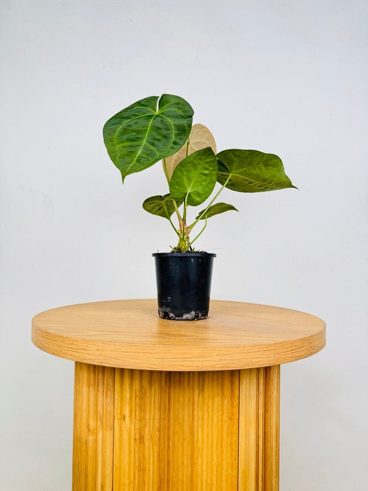 Anthurium [Forgetii x Crystallinum] X Dark Forgetii | Uprooted