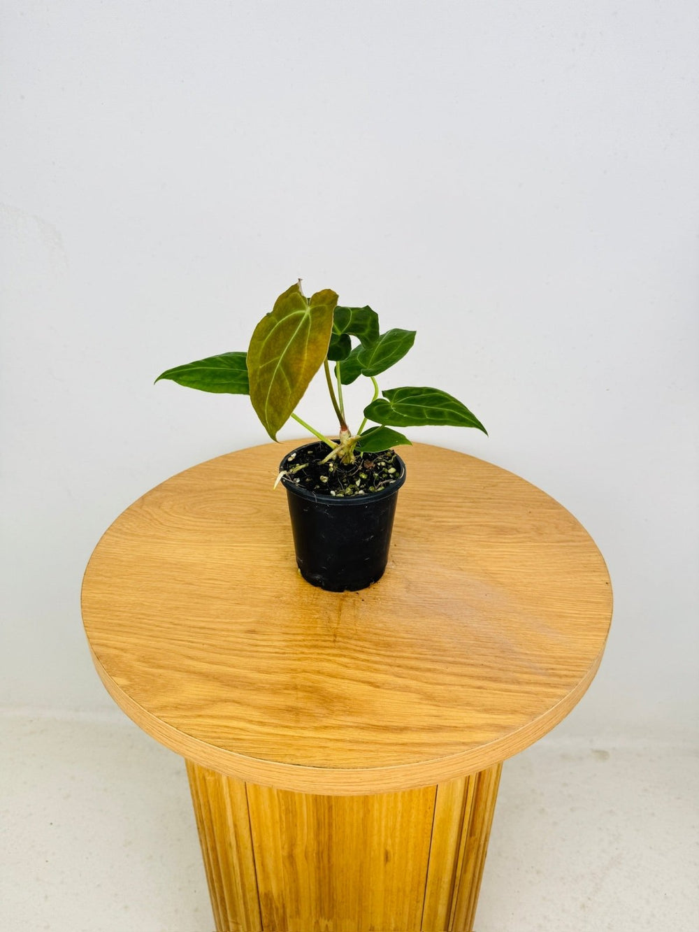 Anthurium [Forgetii x Crystallinum] X Dark Forgetii | Uprooted