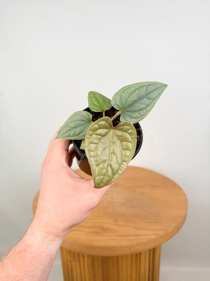 Anthurium Luxurians | Uprooted