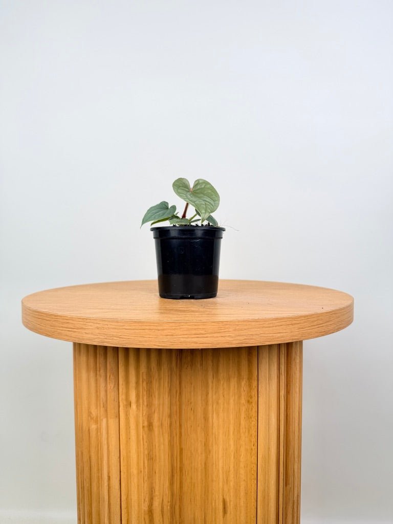 Anthurium Luxurians | Uprooted