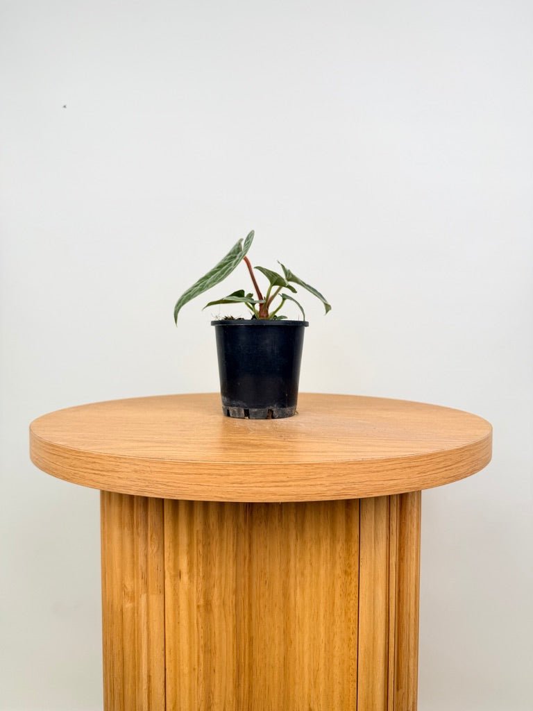 Anthurium Luxurians | Uprooted