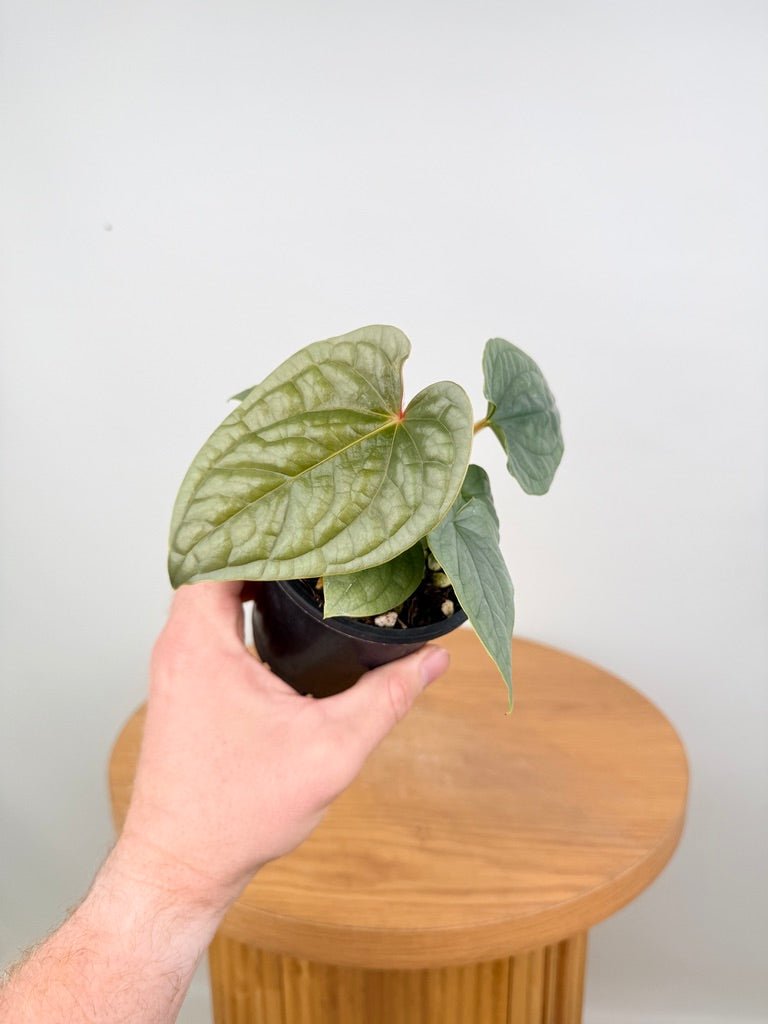 Anthurium Luxurians | Uprooted