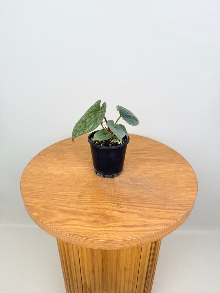 Anthurium Luxurians | Uprooted
