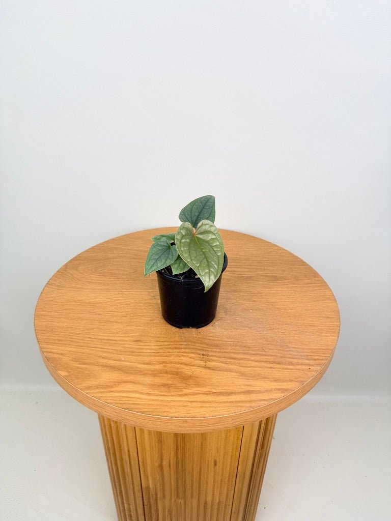 Anthurium Luxurians | Uprooted