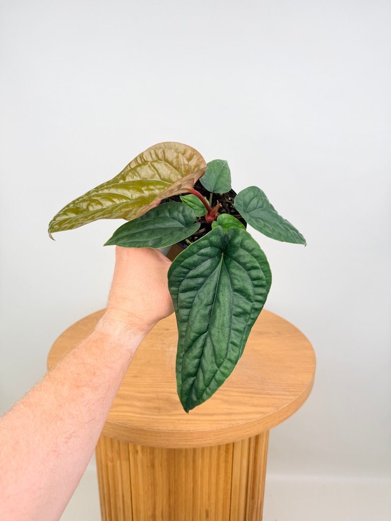 Anthurium Luxurians X Radicans | Uprooted