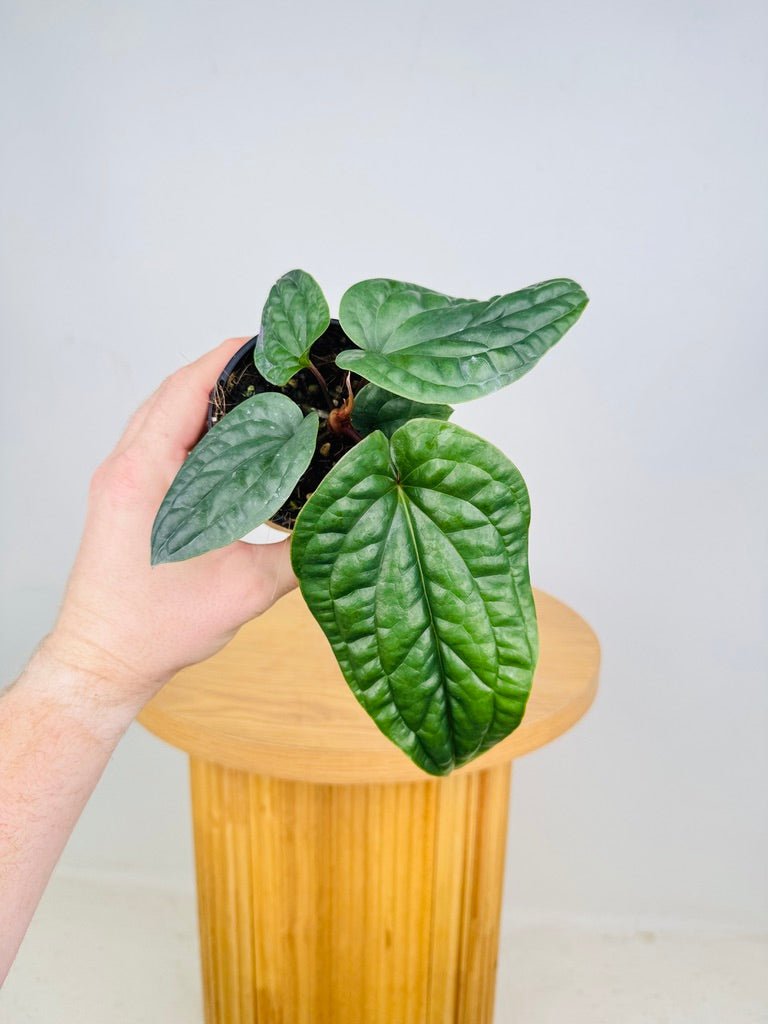 Anthurium Luxurians X Radicans | Uprooted