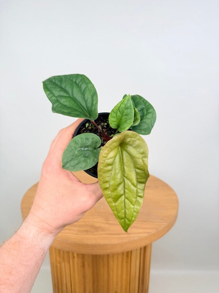 Anthurium Luxurians X Radicans | Uprooted