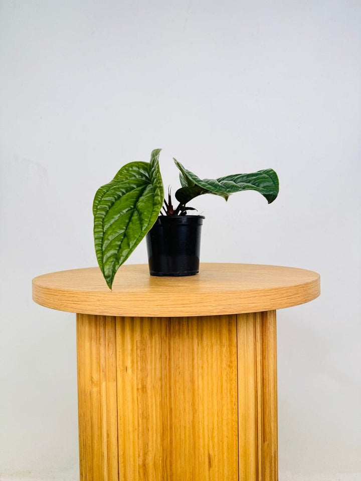 Anthurium Luxurians X Radicans | Uprooted