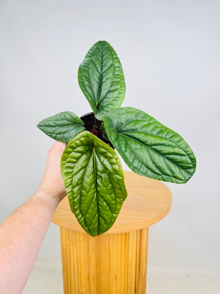 Anthurium Luxurians X Radicans | Uprooted