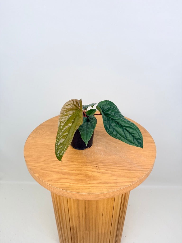 Anthurium Luxurians X Radicans | Uprooted