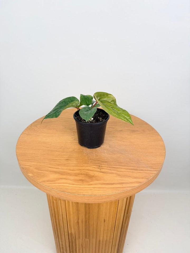Anthurium Luxurians X Radicans | Uprooted