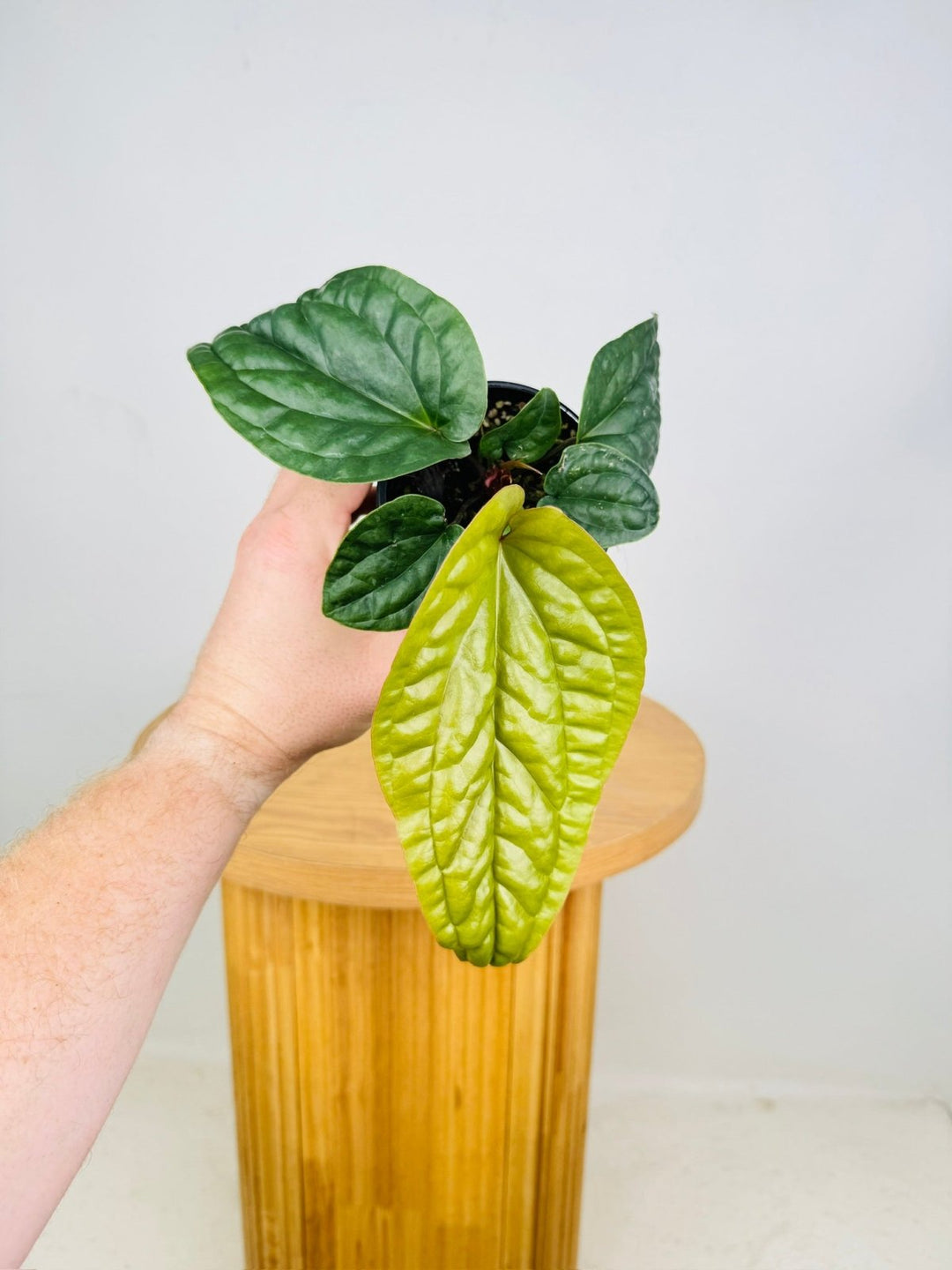 anthurium luxurians x radicans Anthurium Luxurians X Radicans | Uprooted