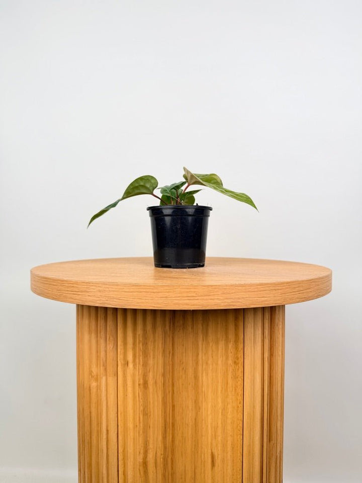 Anthurium Luxurians X Radicans | Uprooted