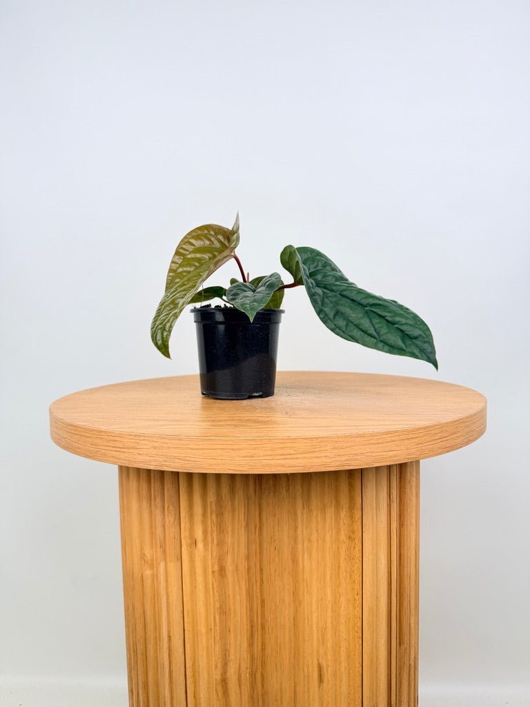 Anthurium Luxurians X Radicans | Uprooted