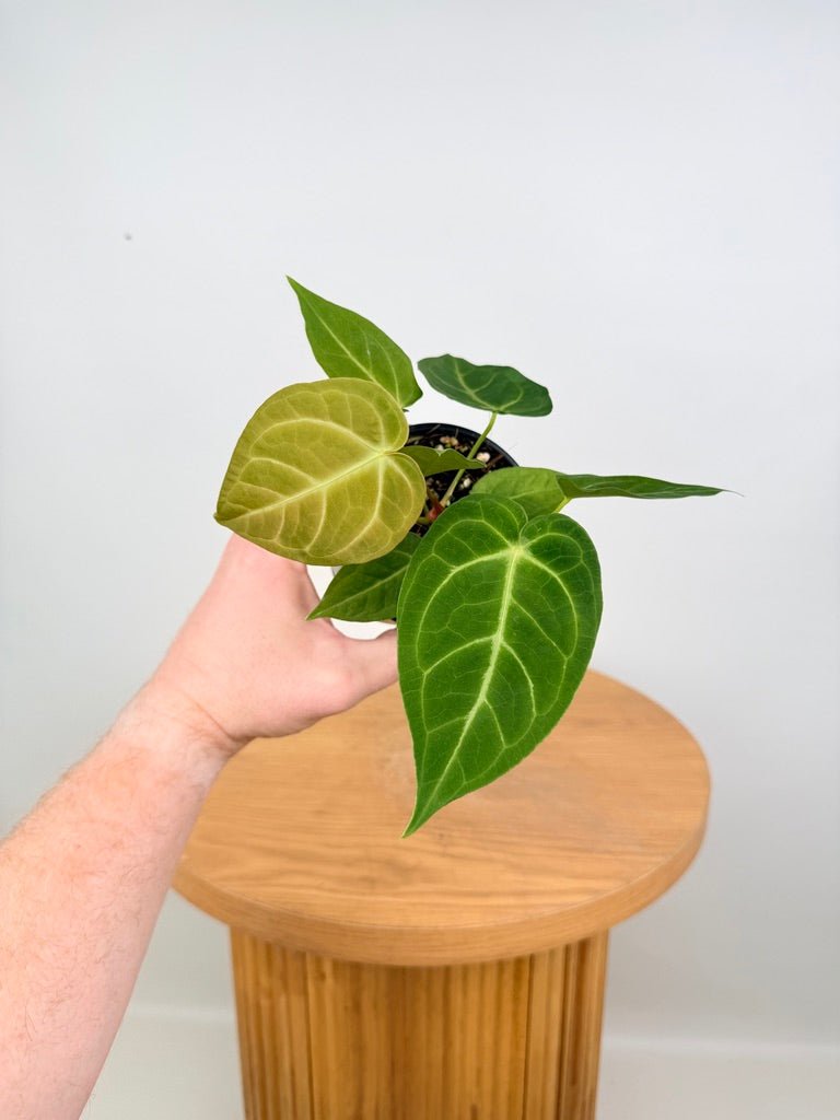 Anthurium Magnificum | Uprooted