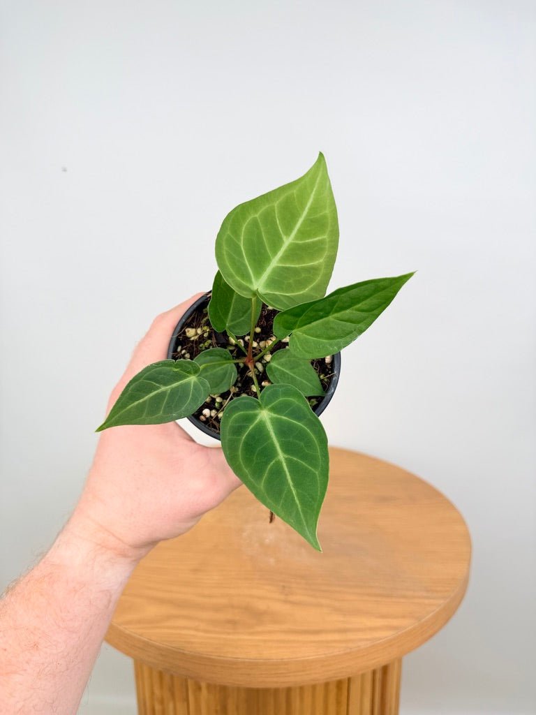 anthurium for sale perth Anthurium Magnificum Hybrid | Uprooted
