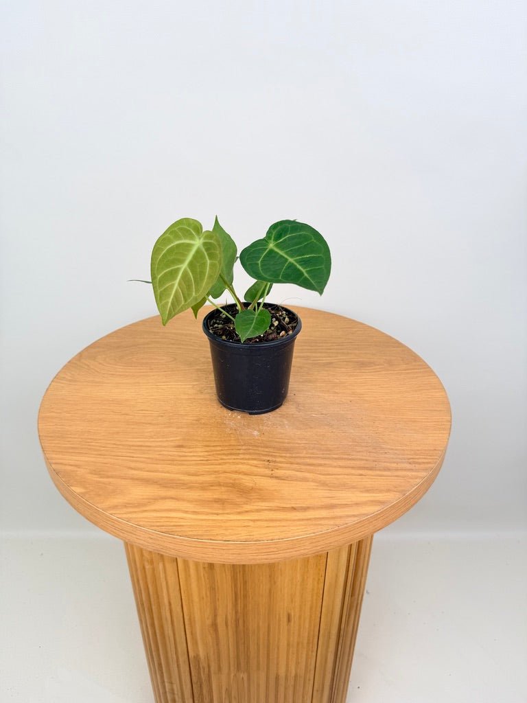 anthurium magnificum australia Anthurium Magnificum Hybrid | Uprooted
