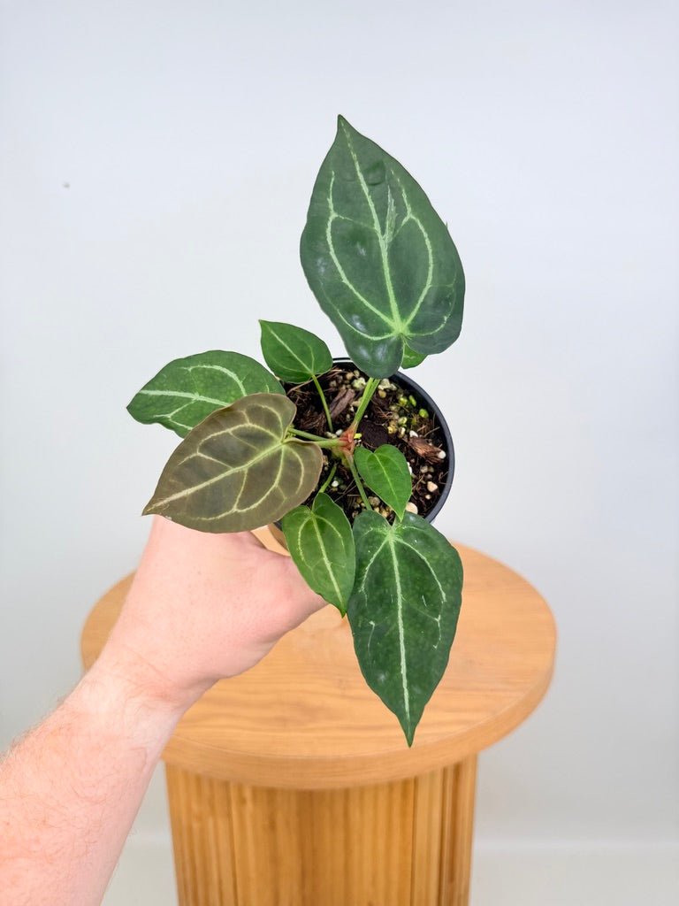 Anthurium Magnificum X Forgetii | Uprooted
