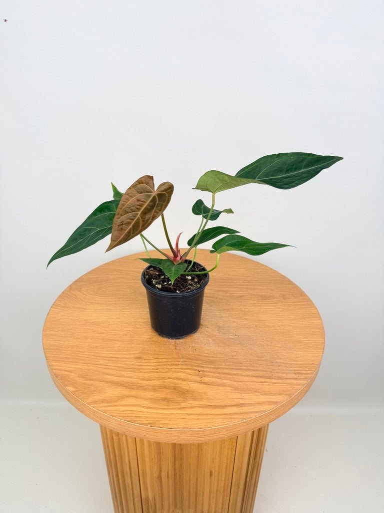Anthurium Magnificum X Forgetii | Uprooted
