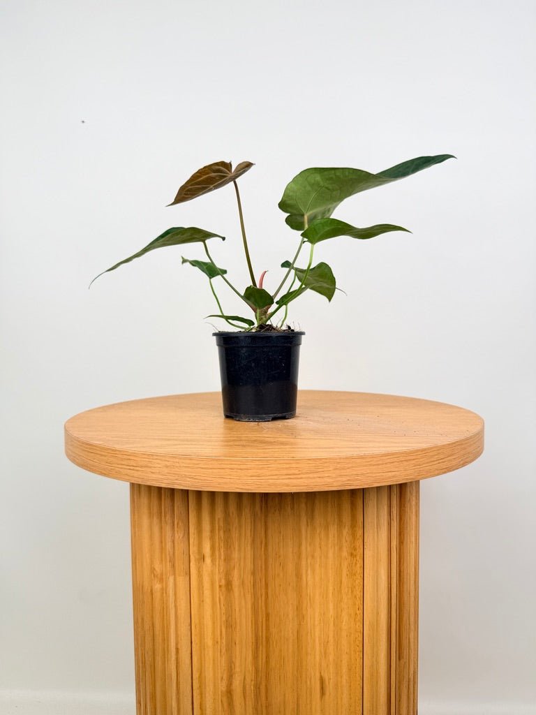 Anthurium Magnificum X Forgetii | Uprooted