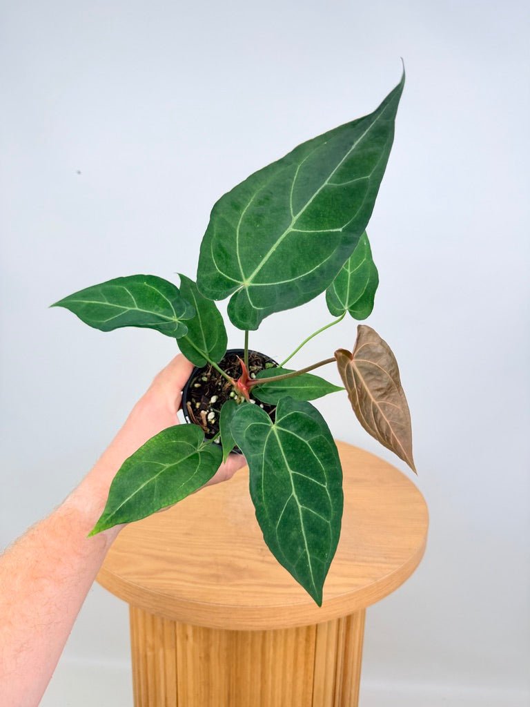 Anthurium Magnificum X Forgetii | Uprooted