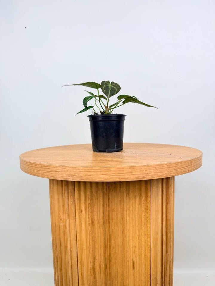 Anthurium Magnificum X Forgetii | Uprooted