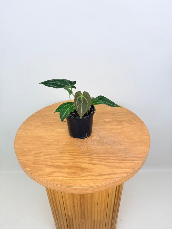 Anthurium Magnificum X Forgetii | Uprooted