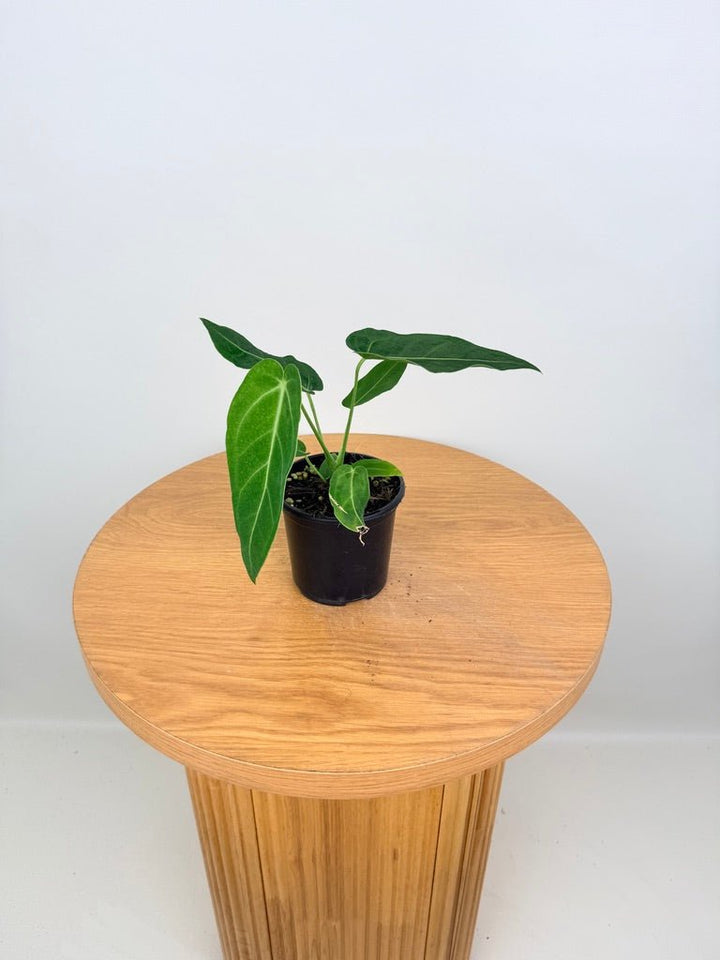 Anthurium Magnificum x Warocqueanum | Uprooted