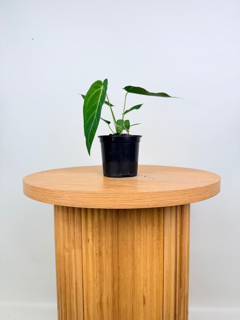 Anthurium Magnificum x Warocqueanum | Uprooted