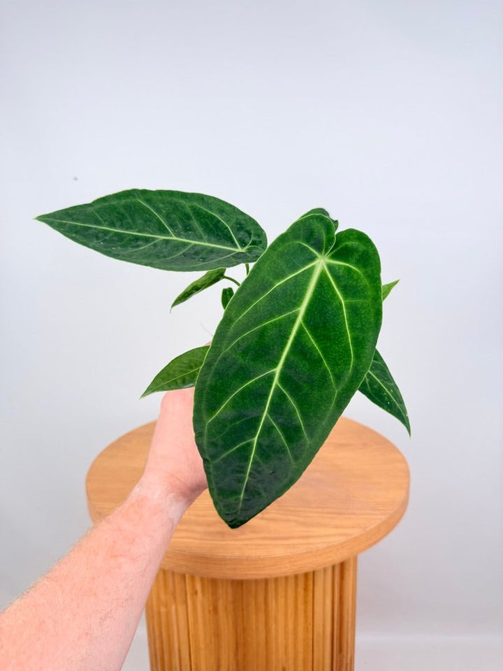 Anthurium Magnificum x Warocqueanum | Uprooted
