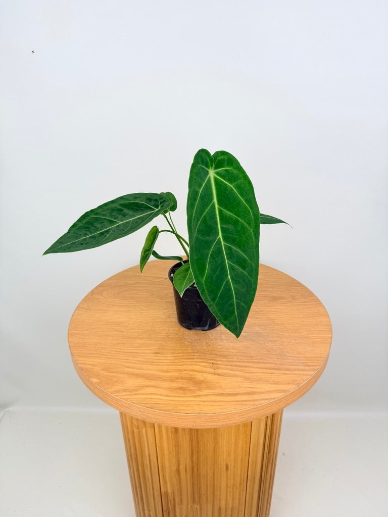 Anthurium Magnificum x Warocqueanum | Uprooted