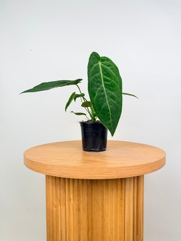 Anthurium Magnificum x Warocqueanum | Uprooted