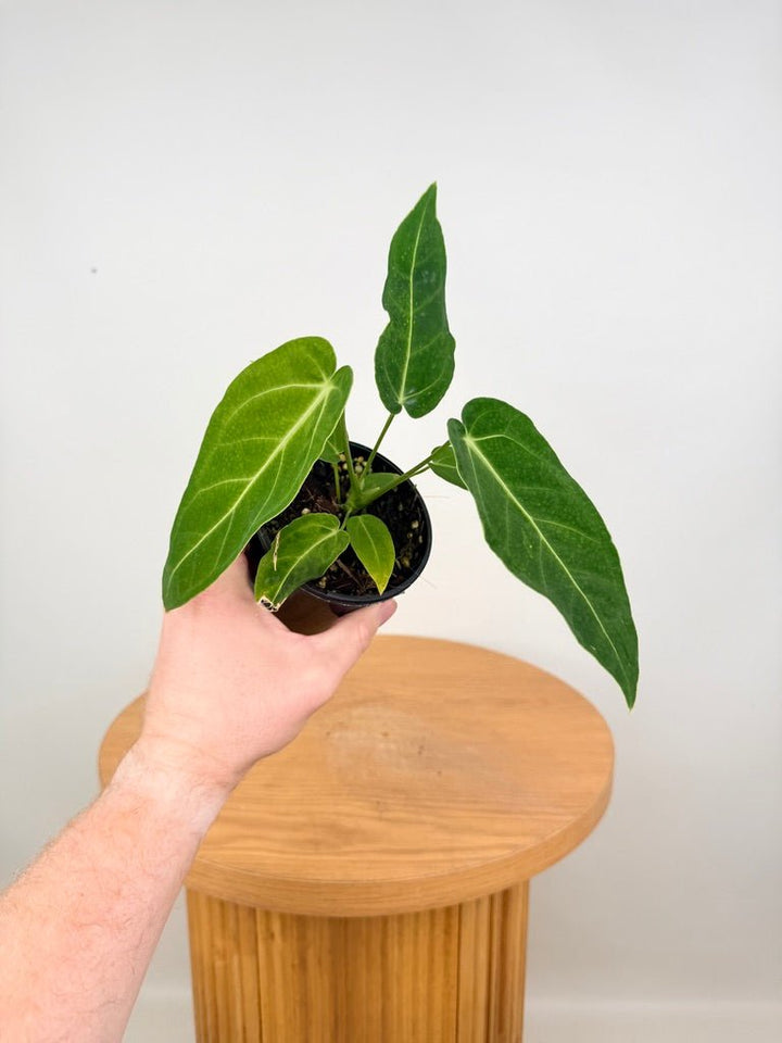 Anthurium Magnificum x Warocqueanum | Uprooted