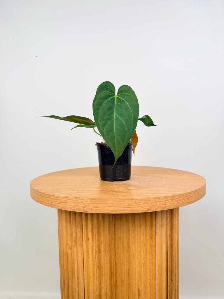 Anthurium Pandurilaminum | Uprooted
