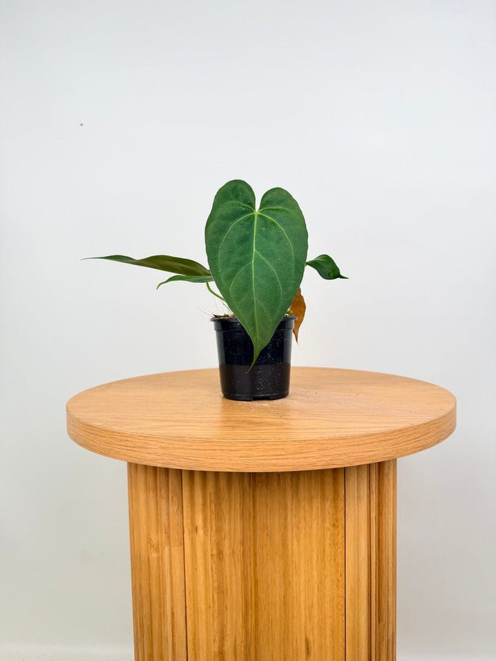 Anthurium Pandurilaminum | Uprooted