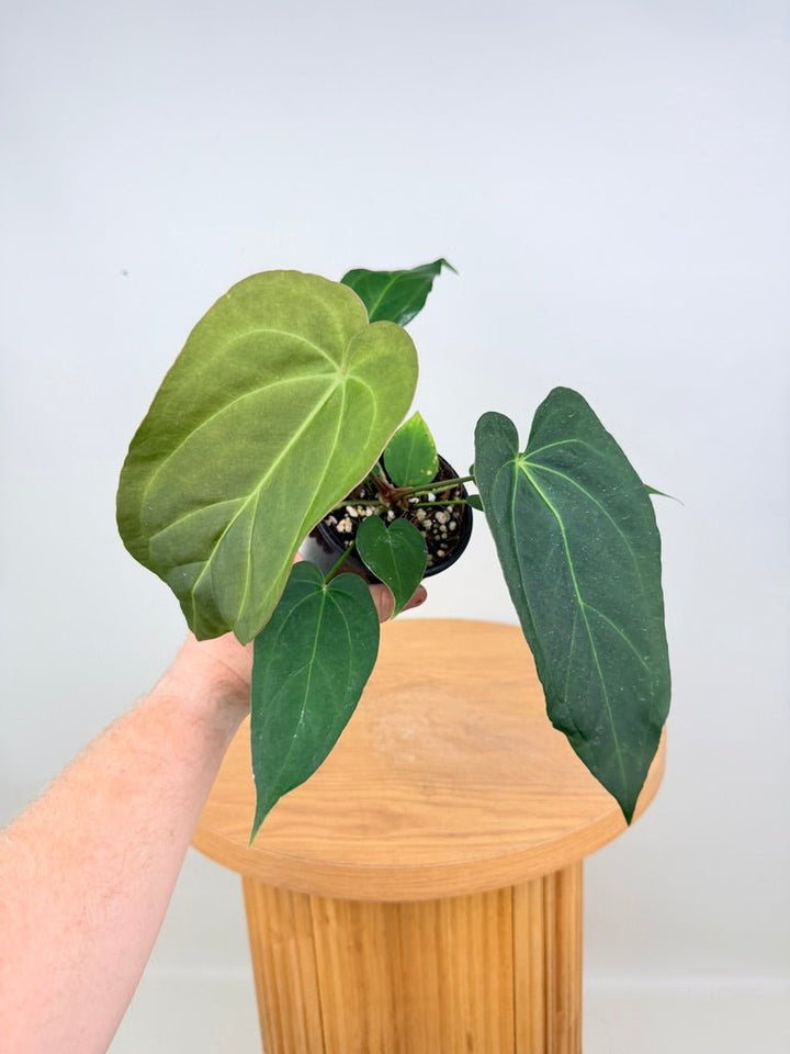 Anthurium Pandurilaminum | Uprooted