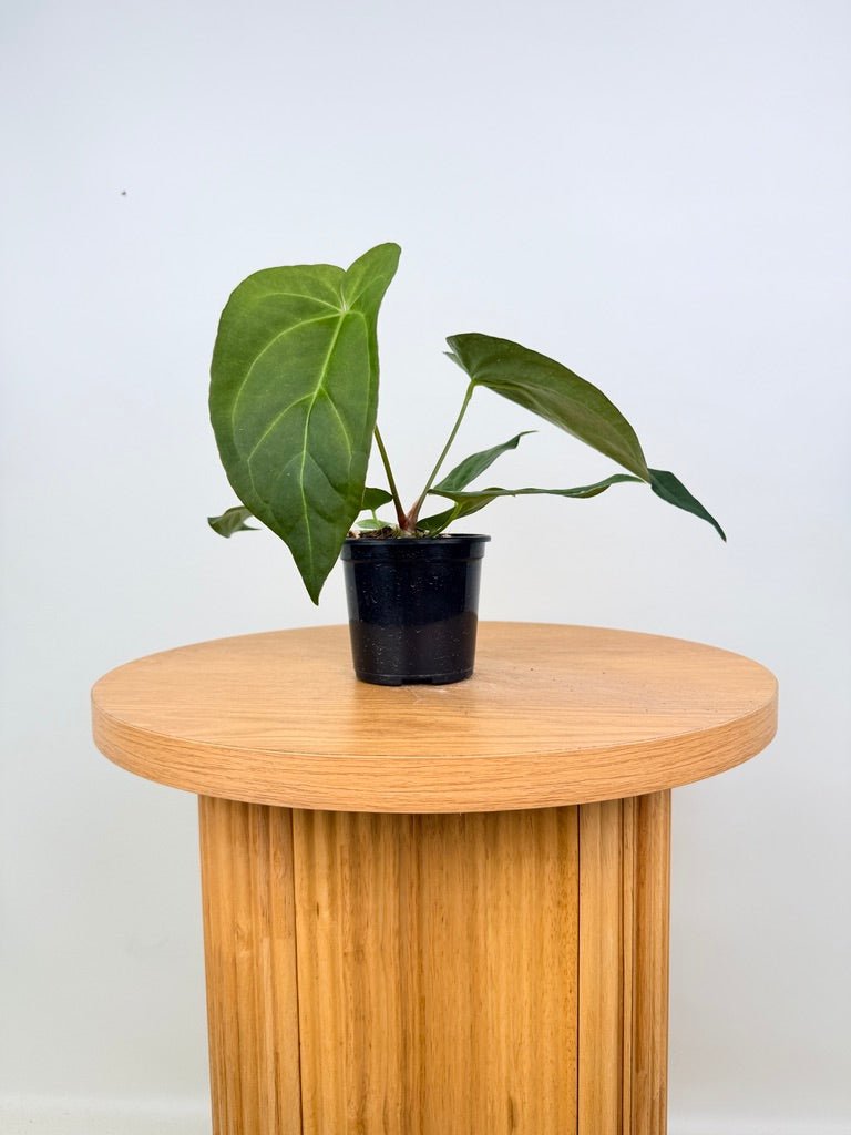 Anthurium Pandurilaminum | Uprooted