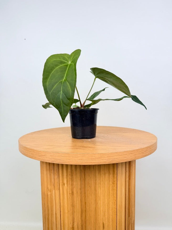 Anthurium Pandurilaminum | Uprooted