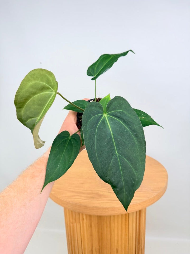 Anthurium Pandurilaminum | Uprooted
