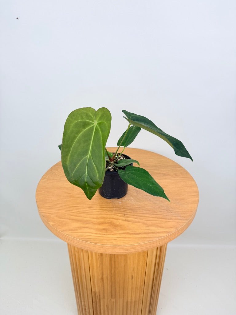 Anthurium Pandurilaminum | Uprooted