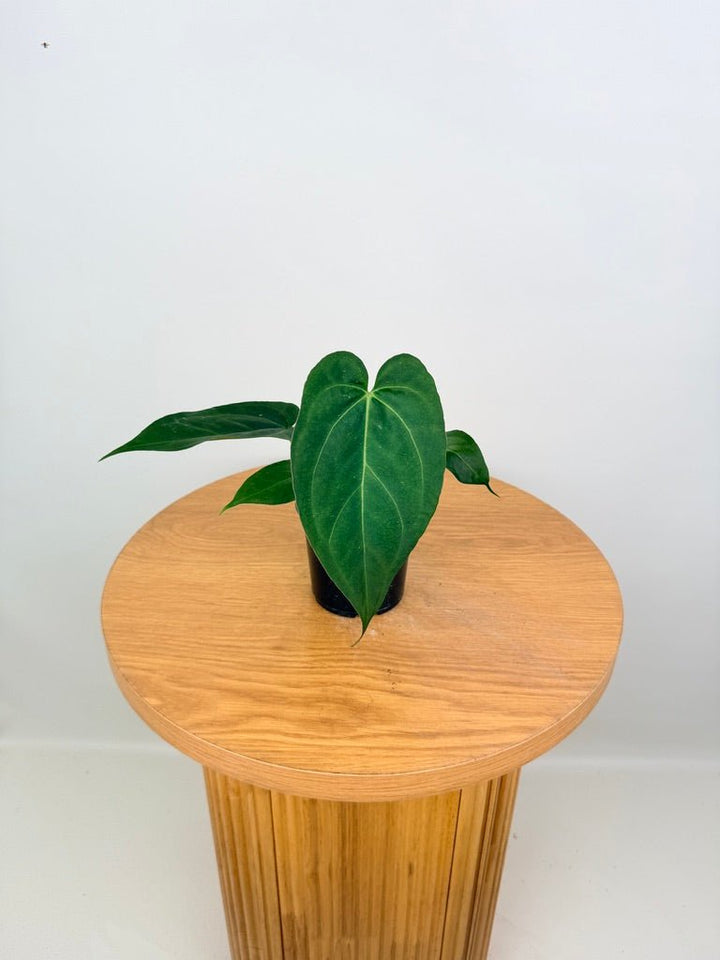 Anthurium Pandurilaminum | Uprooted