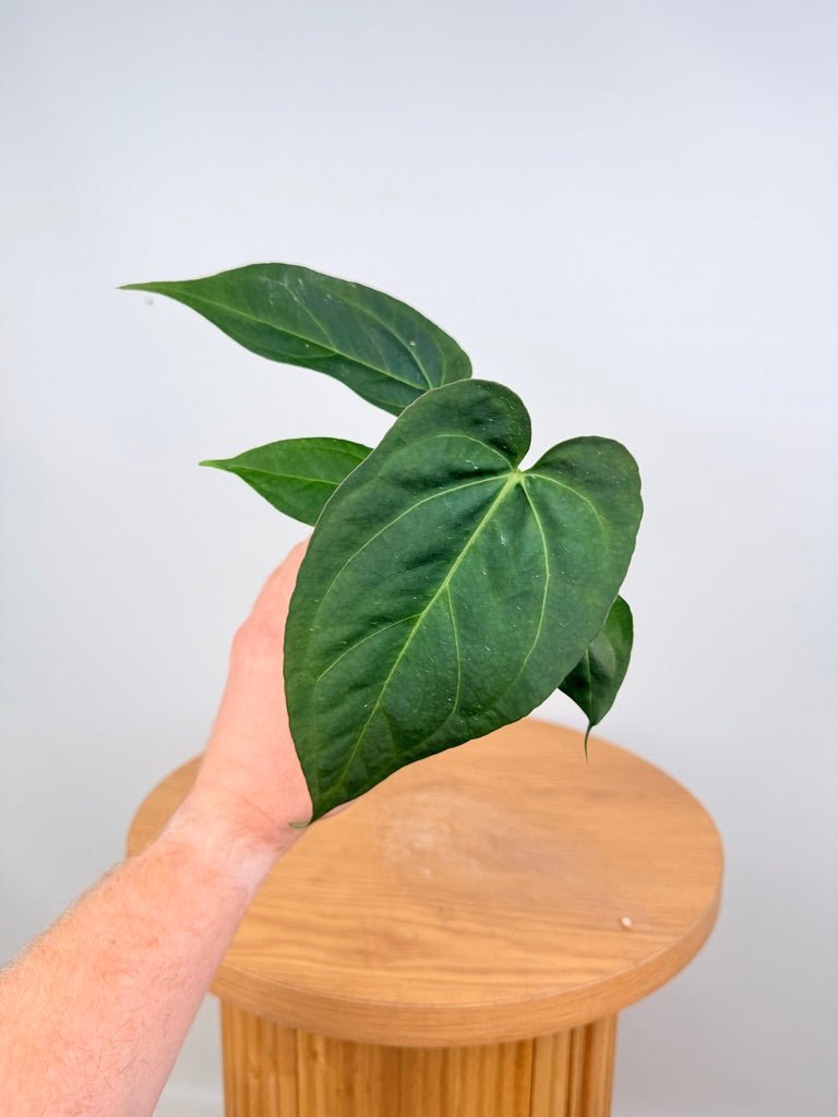 Anthurium Pandurilaminum | Uprooted