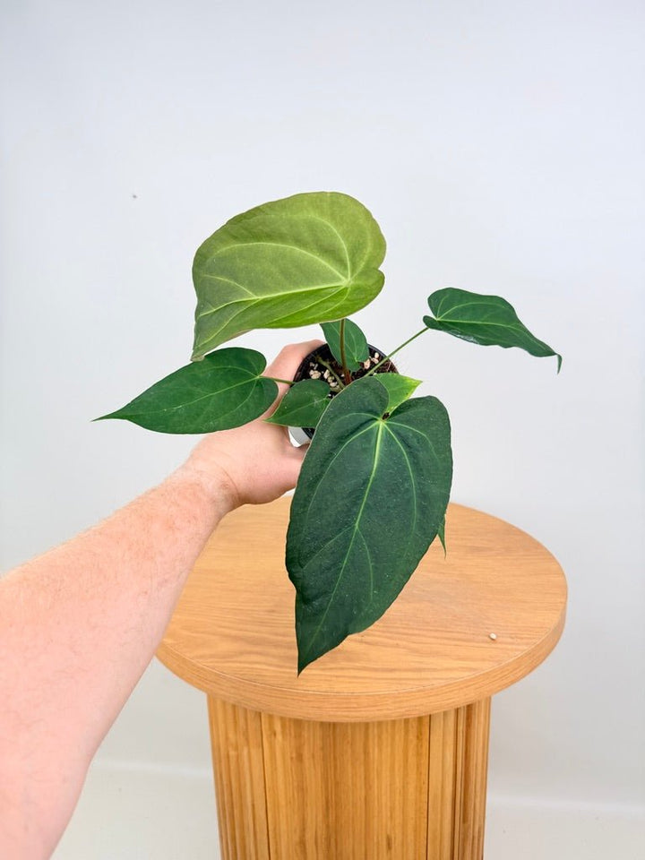 Anthurium Pandurilaminum | Uprooted