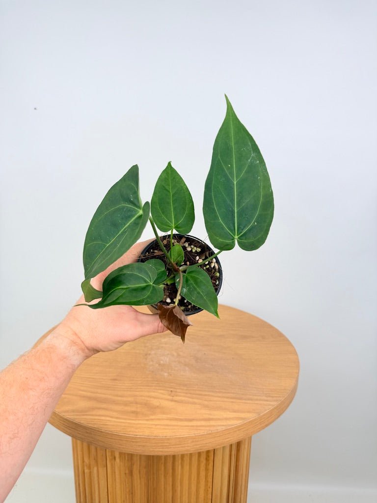 Anthurium Pandurilaminum | Uprooted